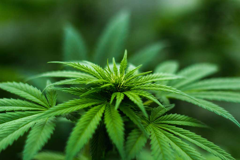 Could cannabis compound soothe arthritis pain?