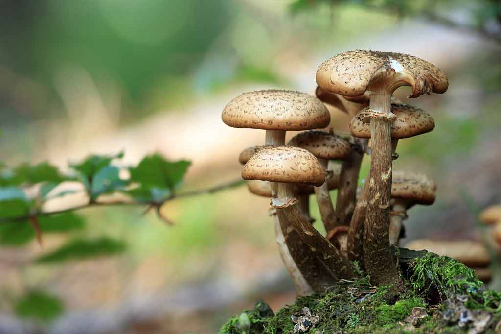 'Magic mushrooms' may help 'reset' depressive brains, study claims