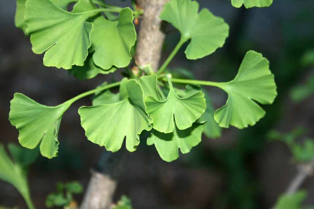 Ginko may 'help boost brain recovery after stroke' researchers report