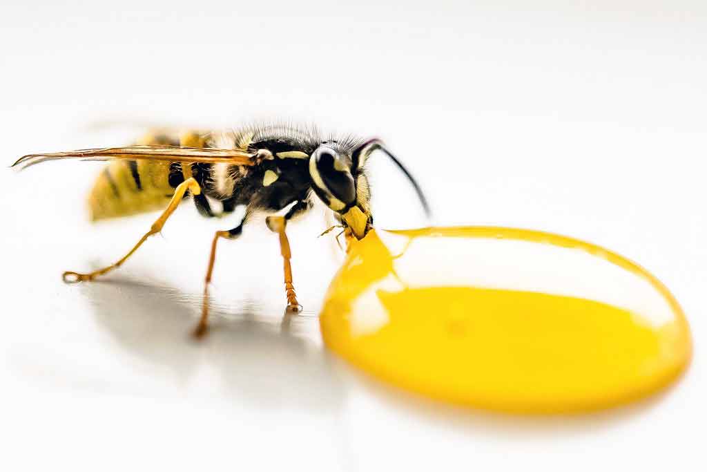 'Bug busting' properties of honey assessed