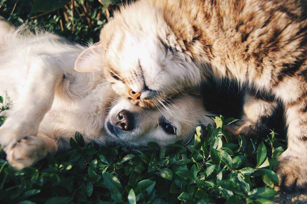 "Pets can harbour the hospital superbug MRSA and it can pass between pets and their owners," BBC News reports. New research suggests that as many as 9% of dogs may be carriers, though the risk of transmission is small…