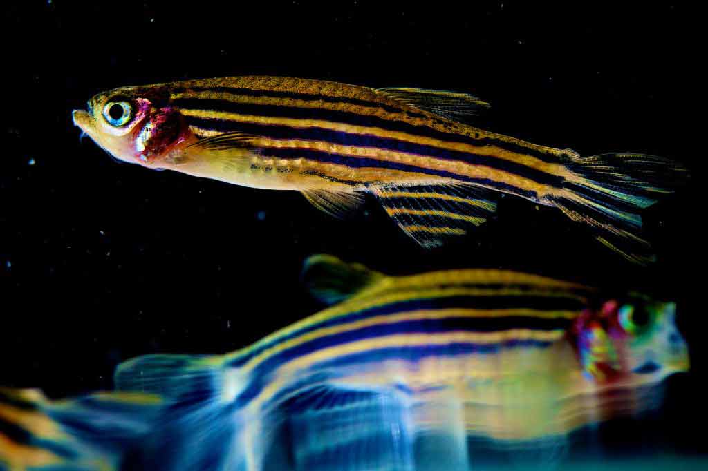Fish may point way to blindness treatment